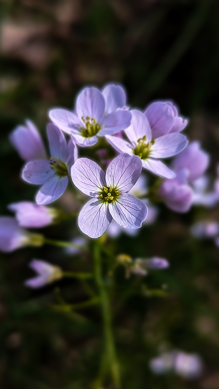 Cardamine des prés
